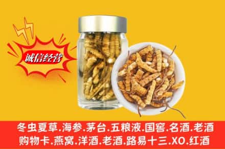 西山区回收散虫草
